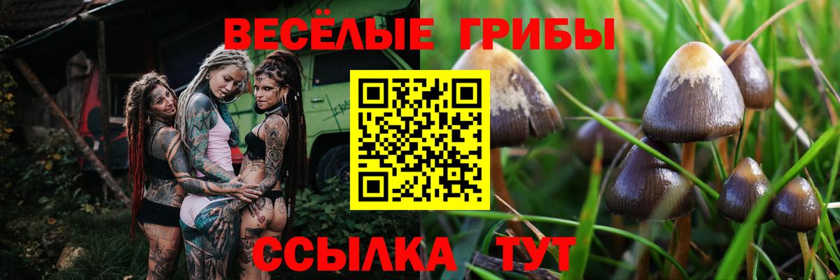 Камышлов  Галлюциногенные грибы MAGIC MUSHROOMS  Вход с VPN  Галлюциногенные грибы ЛСД 